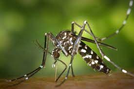 Profissionais de sa�de alertam para ressurgimento do tipo 3 da dengue