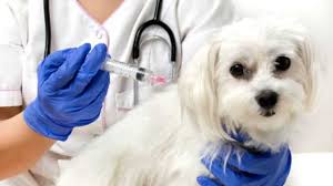 Ação de proteção animal realiza vacinação V10 para cães na Uneb: de 10 a 12 de junho