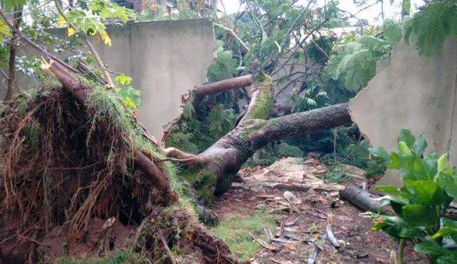 Ãrvore cai e derruba muro de casa no Stiep