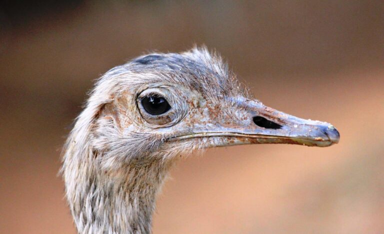 Zoo recebe mais de 7 mil visitantes durante feriadão