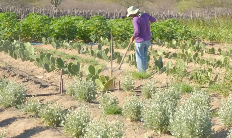 CMN simplifica crédito rural a populações tradicionais e extrativistas